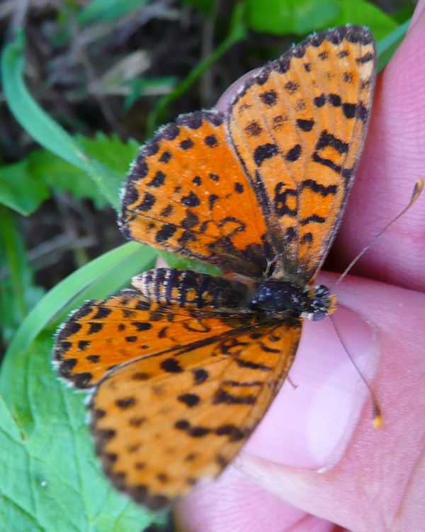 Melitaea didyma? - Si